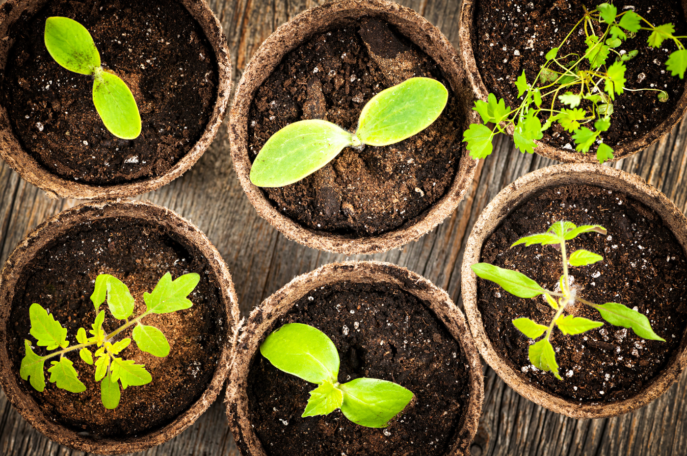 When to plant seedlings for your garden in Quebec?