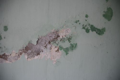 Moisissure sur un mur après une inondation