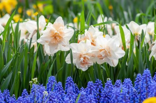 Daffodils