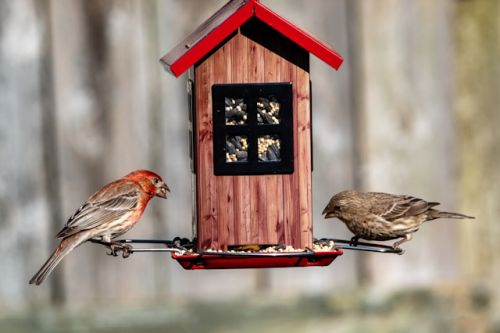 Oiseaux sur une mangeoire