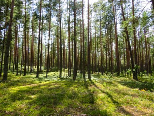 Land full of trees