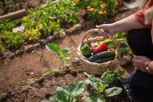 Femme récoltant les légumes de son jardin
