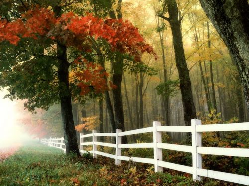 Fence in the wood