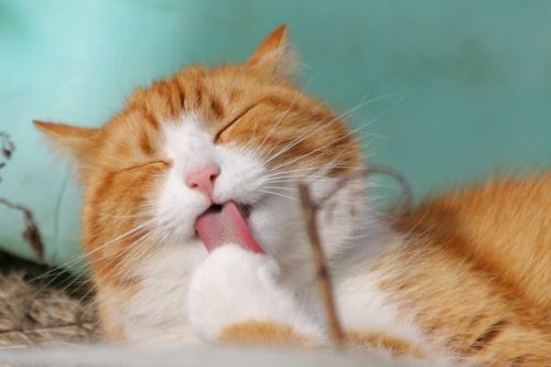Chat roux et blanc se léchant la patte